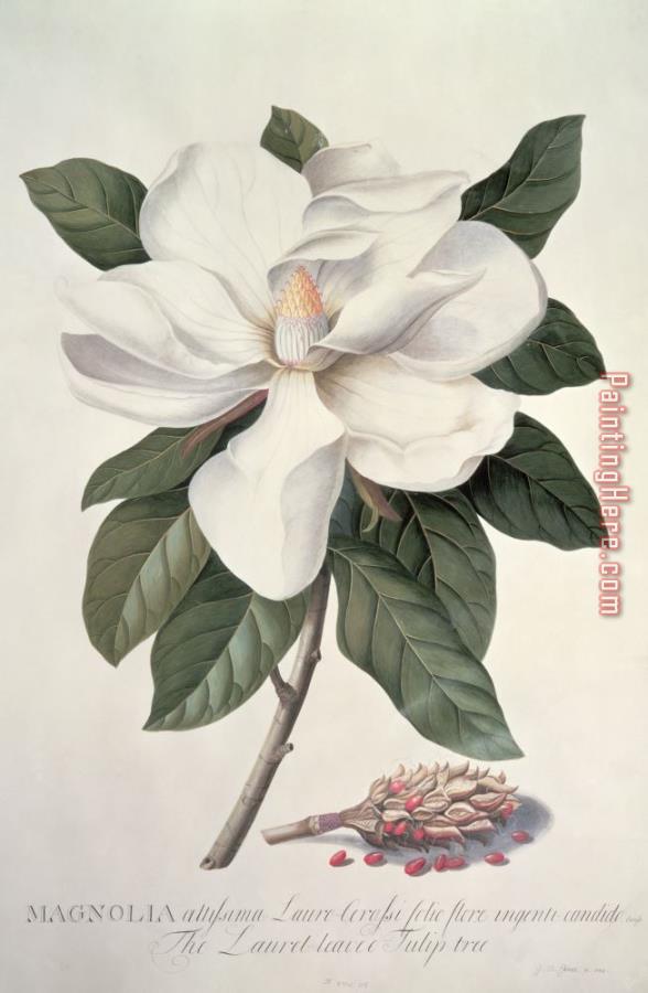 Georg Dionysius Ehret Magnolia